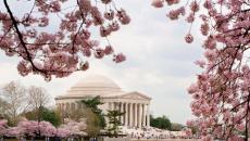 Cherry Blossoms in Washington, DC Cherry Blossoms in Washington, DC