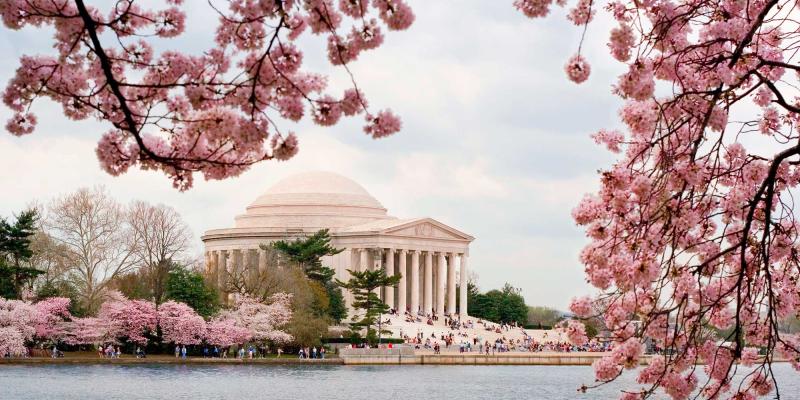 Trees burst with pink cherry blossoms in front of the Jefferson Memorial in Washington, DC.