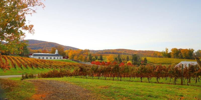 Barboursville Vineyards, Virginia, winery, vineyard, wine, fall, scenic, USA